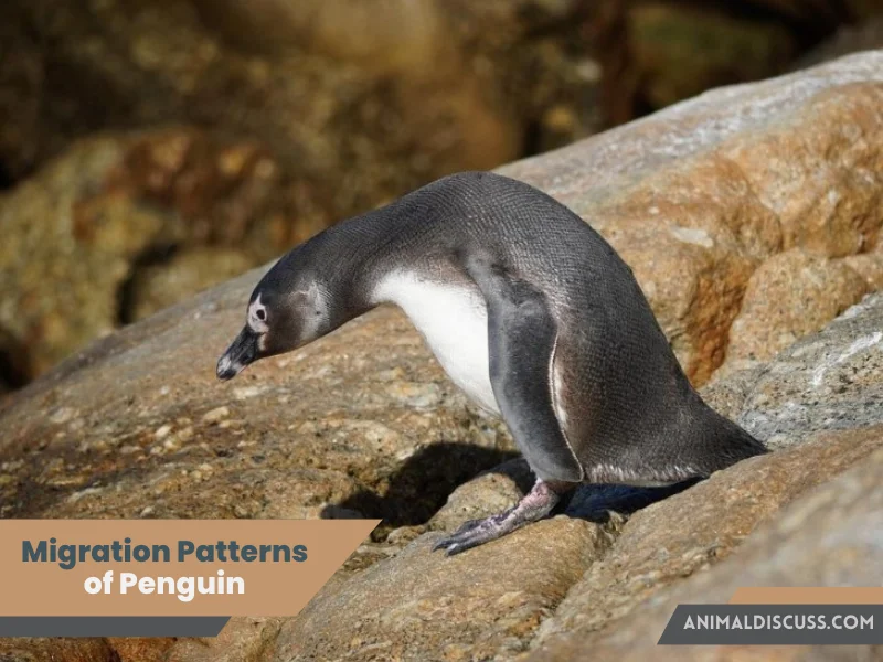 Migration Patterns of Penguin