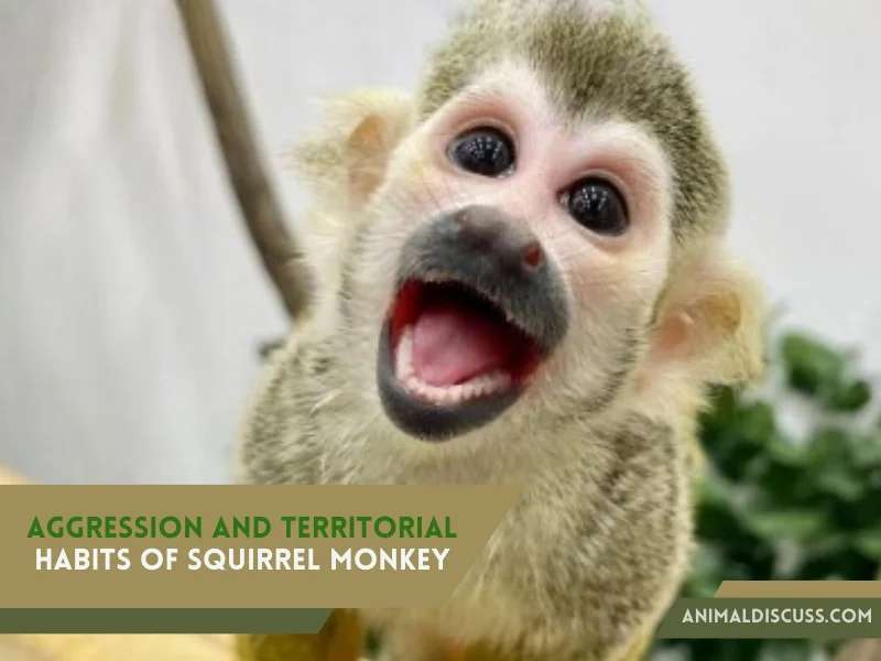 Aggression And Territorial Habits Of Squirrel Monkey
