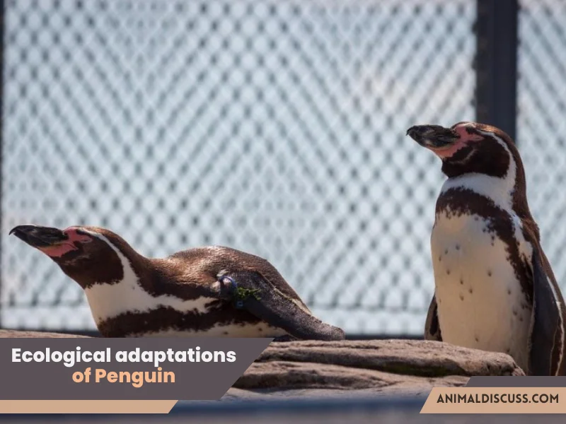 Ecological adaptations of Penguin