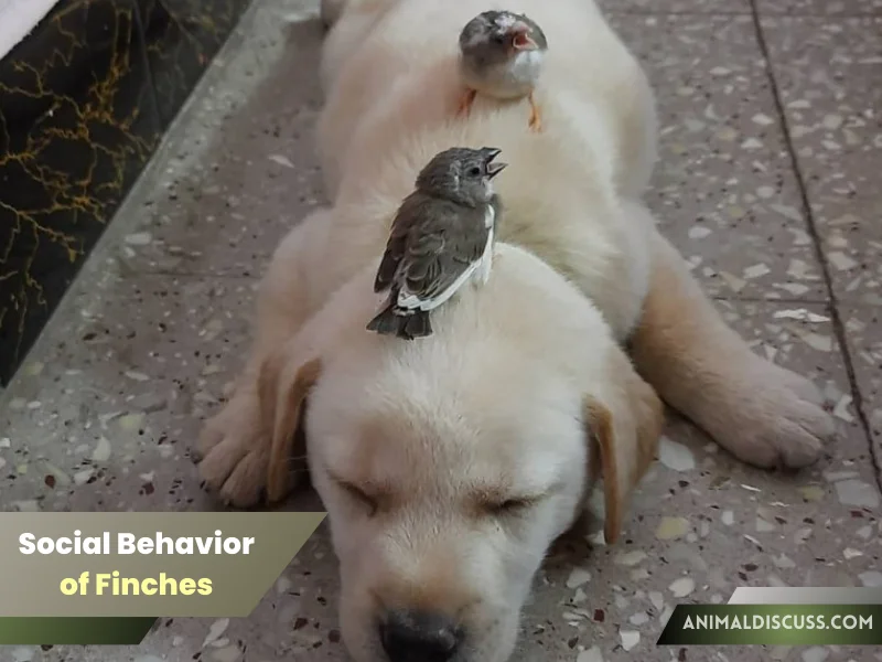 Social Behavior of Finches