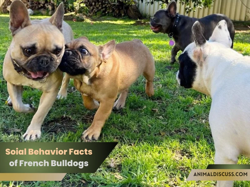 Social Behavior Facts of French Bulldogs