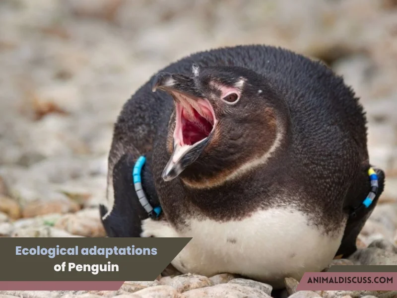 Aggression and territorial habits of Penguin