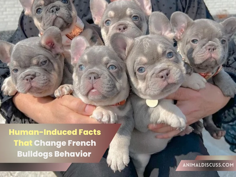 Human-induced Facts that Change French Bulldogs Behavior
