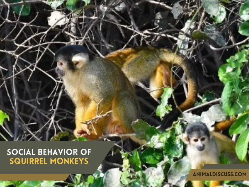 Social Behavior Of Squirrel Monkeys