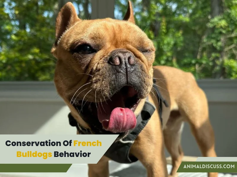 Conservation Of French Bulldogs Behavior