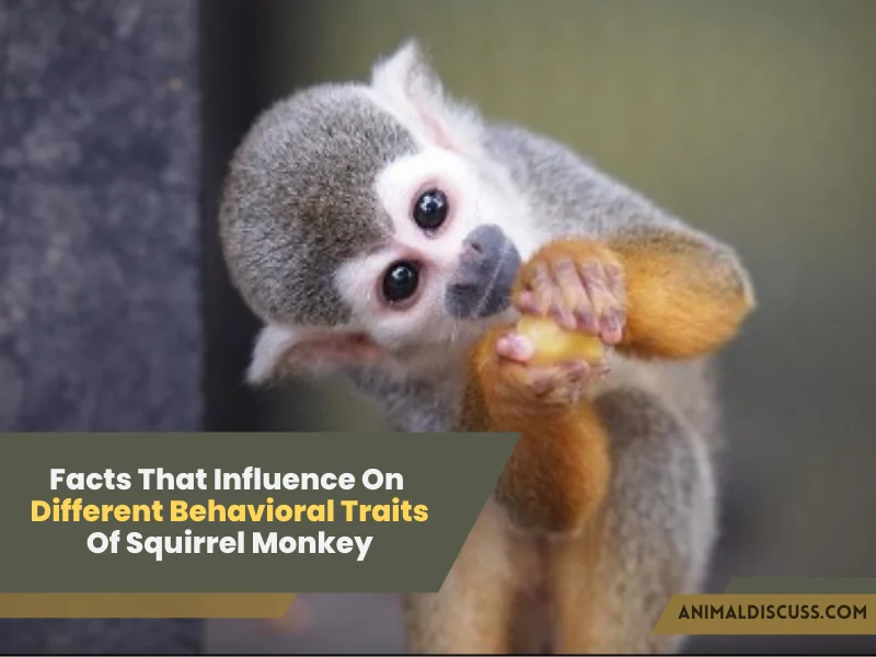 Facts That Influence On Different Behavioral Traits Of Squirrel Monkey