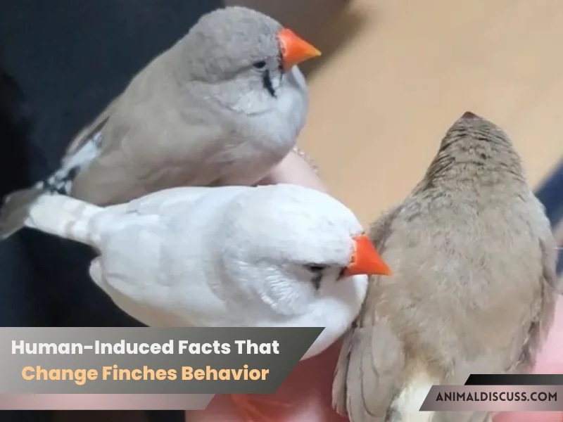 Human-Induced Facts That Change Finches Behavior