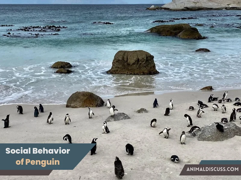 Social Behavior of Penguin