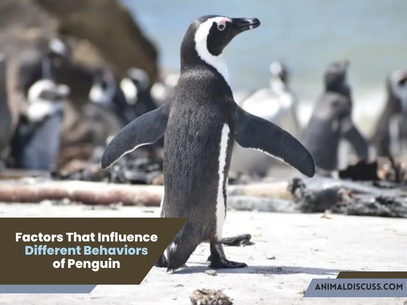 Factors that influence different behaviors of Penguin