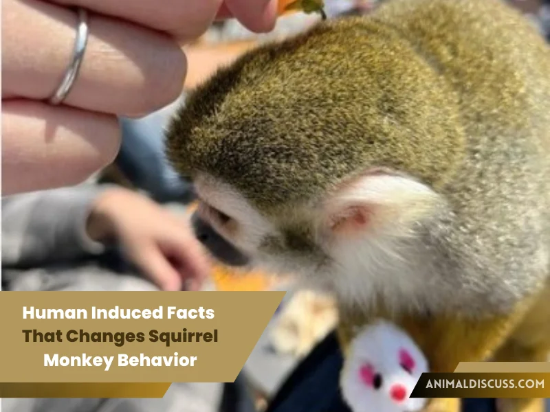 Human Induced Facts That Changes Squirrel Monkey Behavior