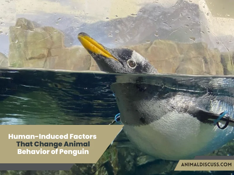 Human-induced Factors that change animal behavior of Penguin