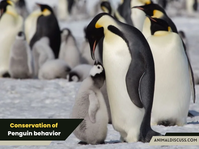 Conservation of Penguin behavior