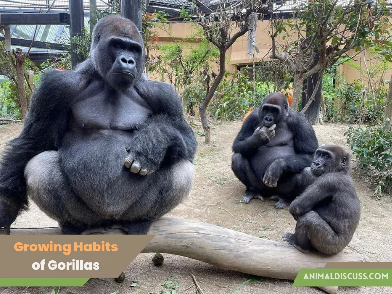 Growing Habits of Gorillas