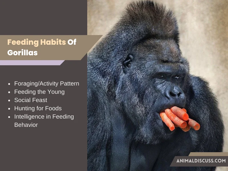 Feeding Habits Of Gorillas