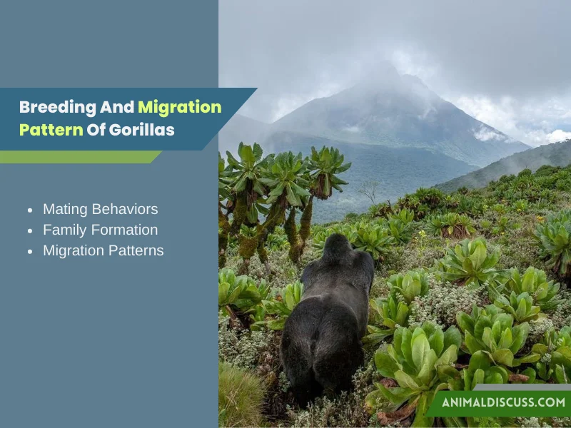 Breeding and Migration Pattern Of Gorillas
