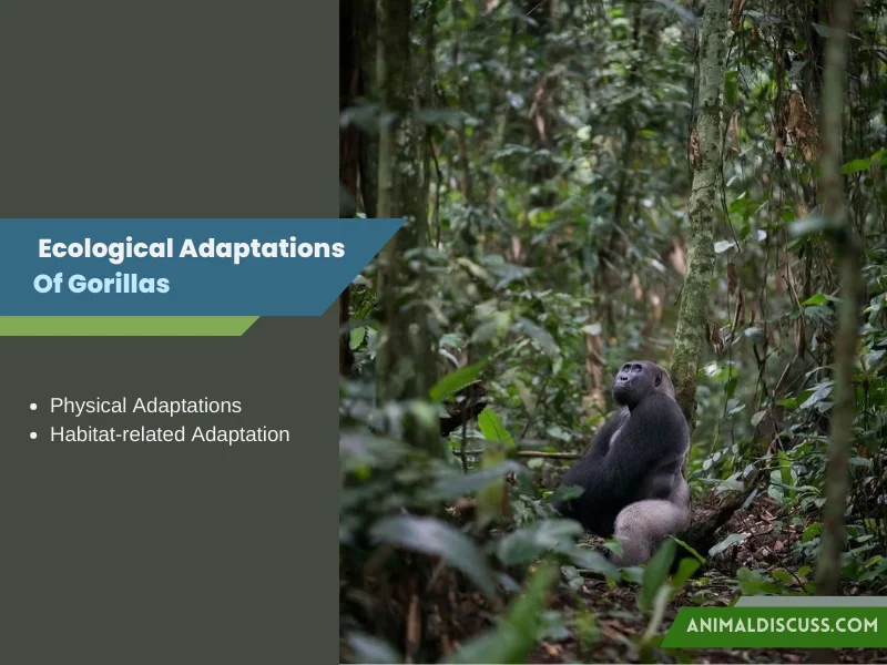 Ecological Adaptations of Gorillas