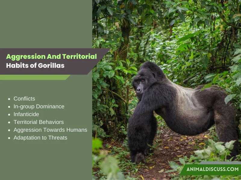 Aggression and Territorial Habits of Gorillas