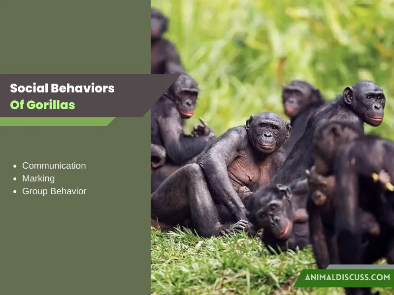 Social Behaviors Of Gorillas