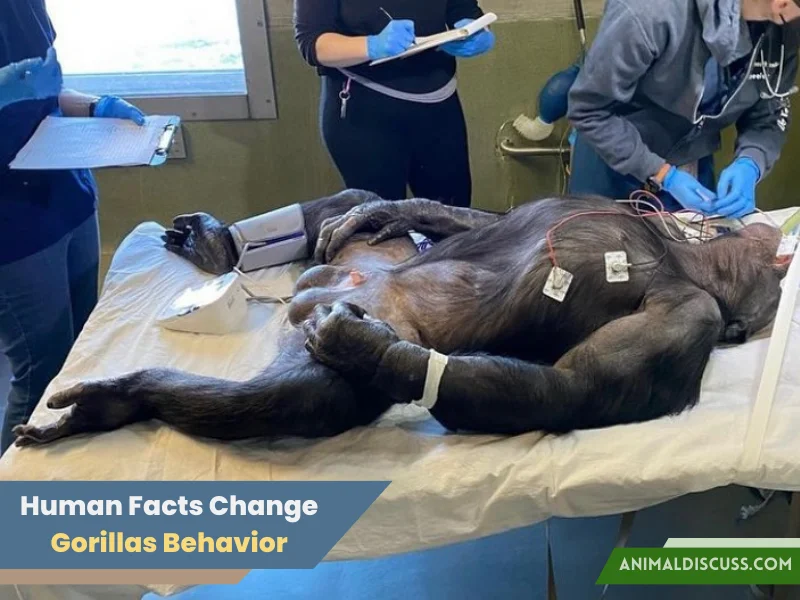 Human-Induced Facts that Change Gorillas Behavior