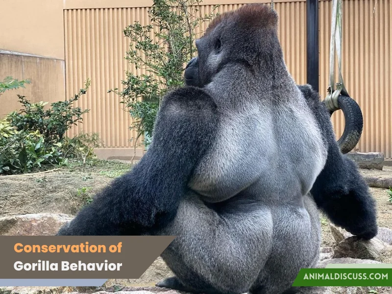 Conservation of Gorilla Behavior