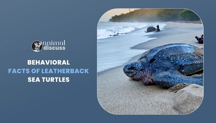 Behavioral Facts of Leatherback Sea Turtles