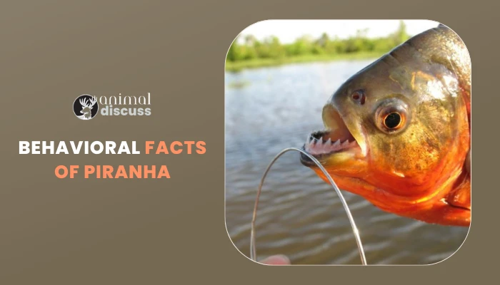 Behavioral Facts of Piranha