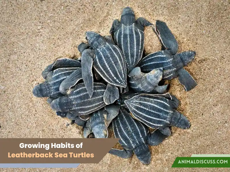 Growing Habits of Leatherback Sea Turtles