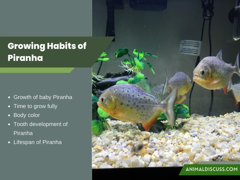Growing Habits of Piranha