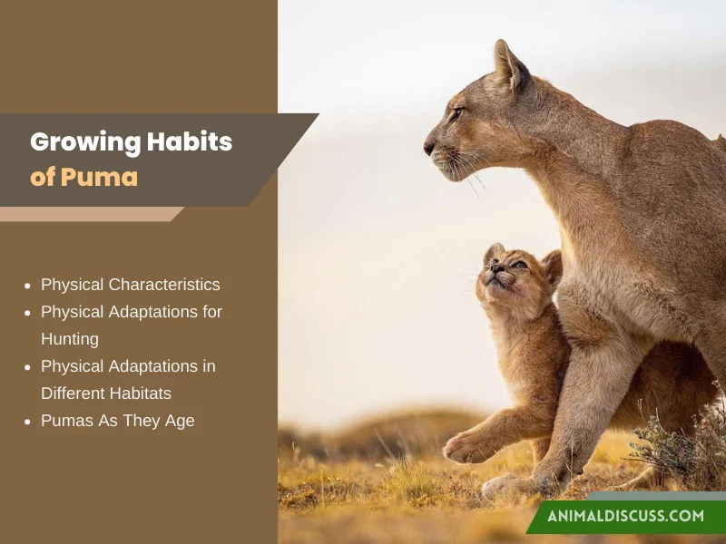 Growing Habits of Puma