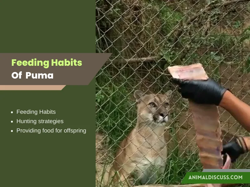 Feeding Habits Of Puma