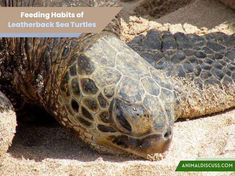 Feeding Habits of Leatherback Sea Turtles