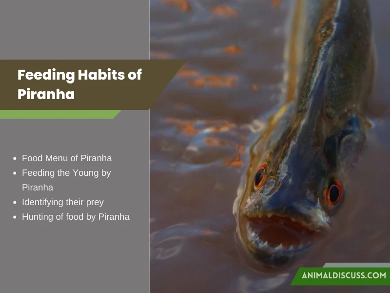 Feeding Habits of Piranha