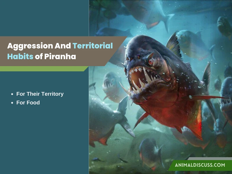 Aggression And Territorial Habits of Piranha