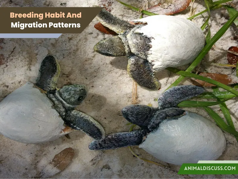 Breeding (Mating) Habit And Migration Patterns