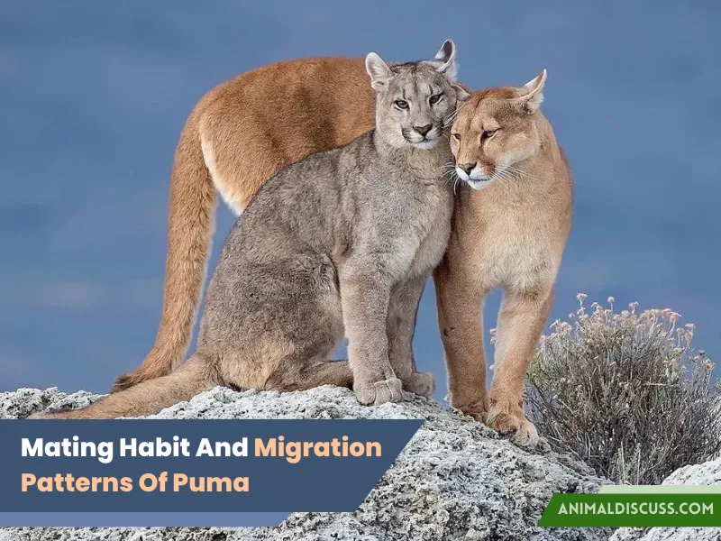 Breeding (Mating) Habit Migration Patterns Of Puma