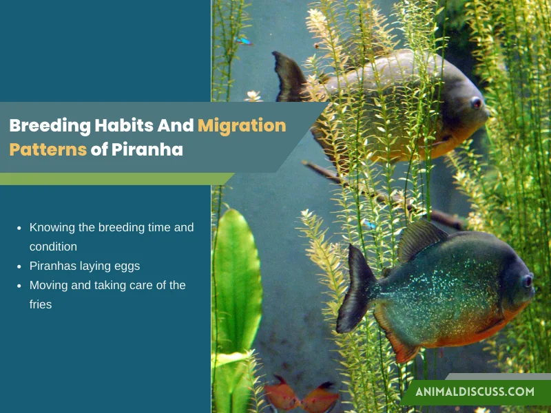 Breeding (Mating) Habits And Migration Patterns of Piranha