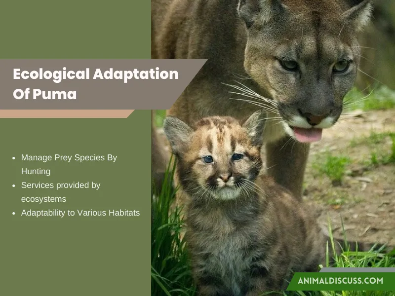 Ecological Adaptation Of Puma