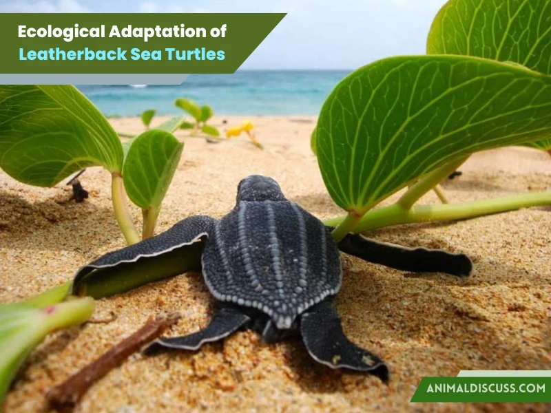 Ecological Adaptation of Leatherback Sea Turtles