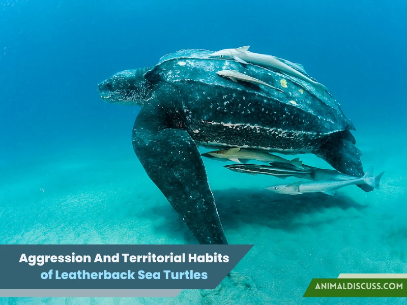 Aggression And Territorial Habits of Leatherback Sea Turtles
