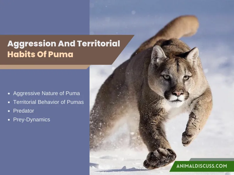 Aggression Territorial Habits Of Puma