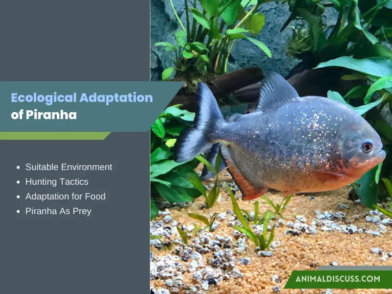 Ecological Adaptation of Piranha