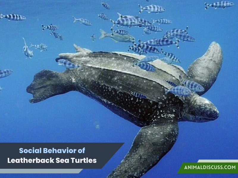 Social Behavior of Leatherback Sea Turtles