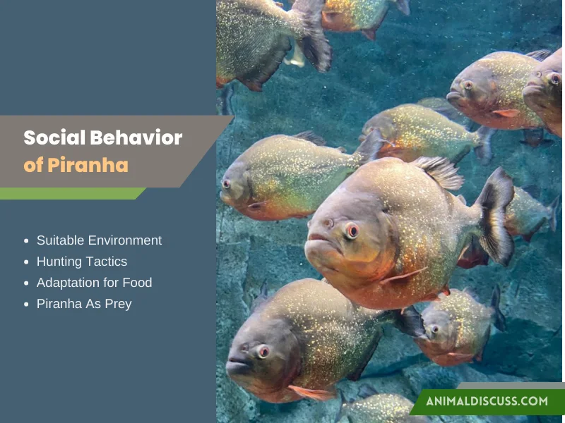 Social Behavior of Piranha