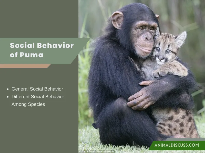 Social Behavior of Puma