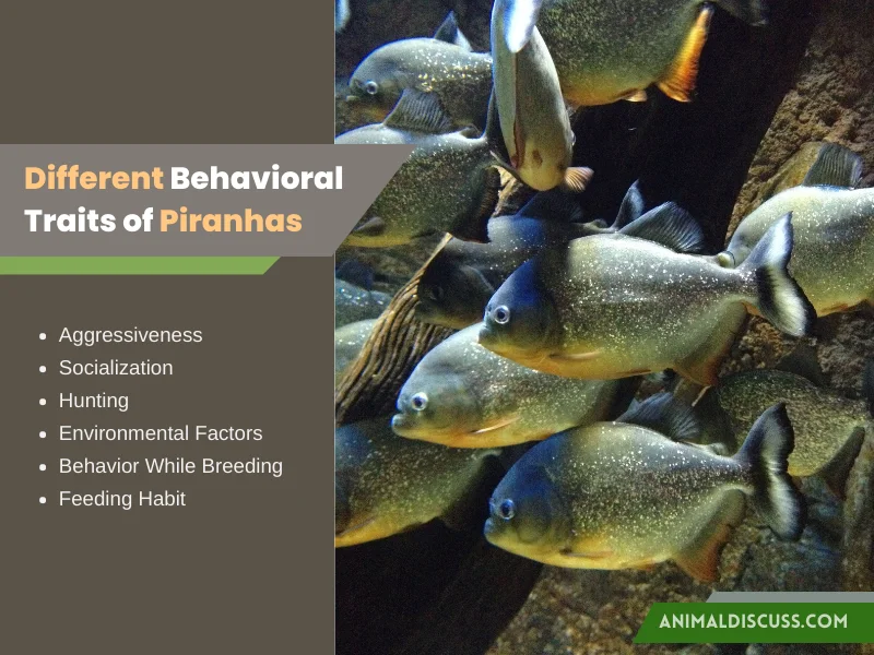 Facts That Influence Different Behavioral Traits of Piranhas