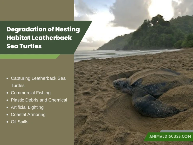 Degradation of Nesting Habitat