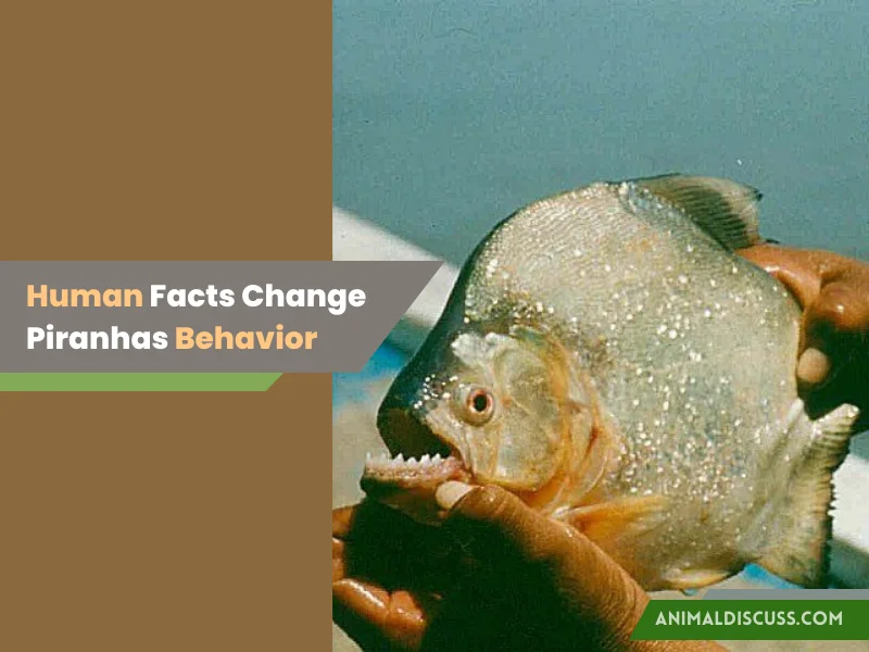Human-Induced Facts That Change Piranhas Behavior