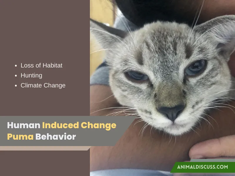 Human-Induced Facts That Change Puma Behavior