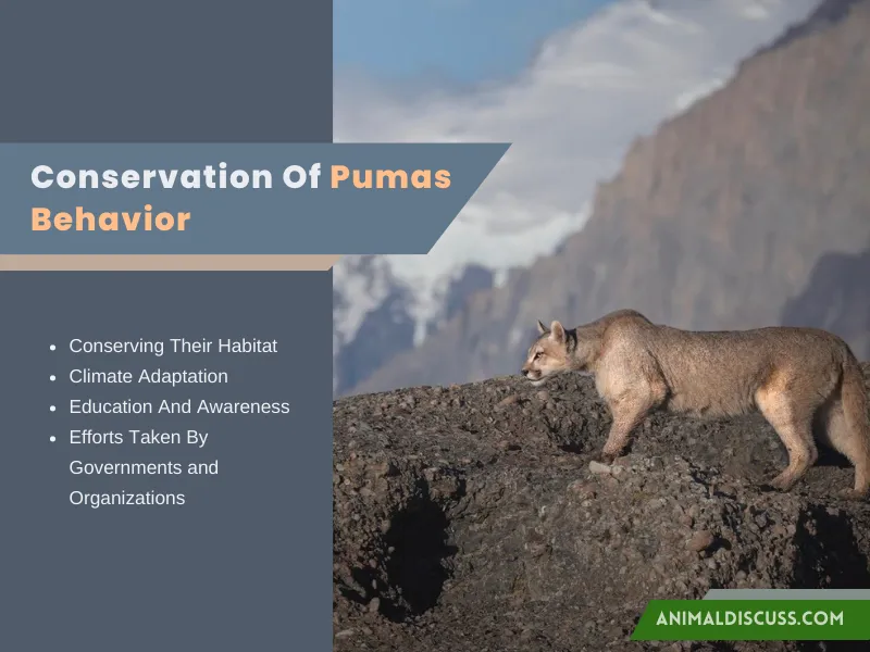 Conservation Of Pumas’ Behavior
