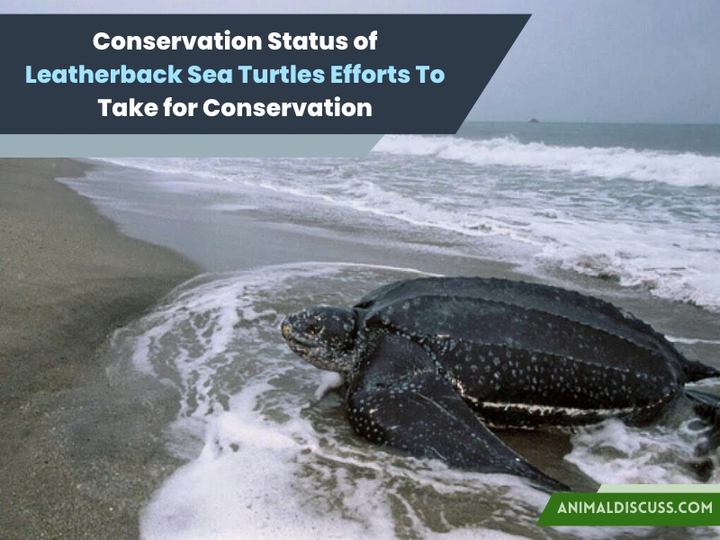 Conservation Status of Leatherback Sea Turtles Efforts To Take for Conservation